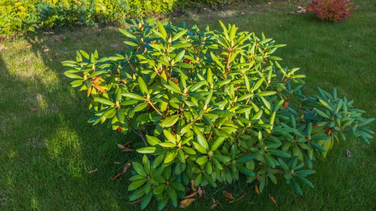 Krzew rododendronu na trawniku. Liście są zielone, a pod krzewem leżą suche liście, co przypomina, co to jest mulczowanie.
