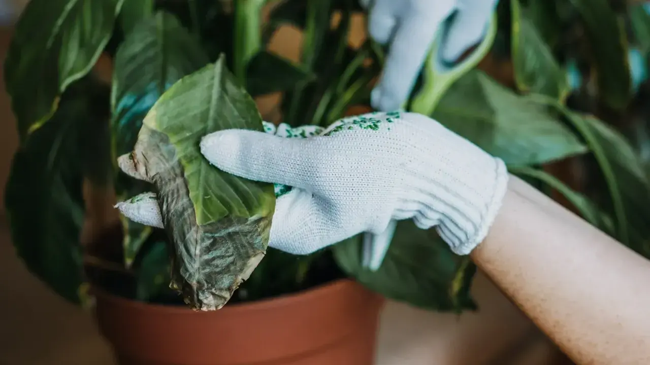 Rękawiczki chronią dłonie podczas przycinania usychających liści calathei.