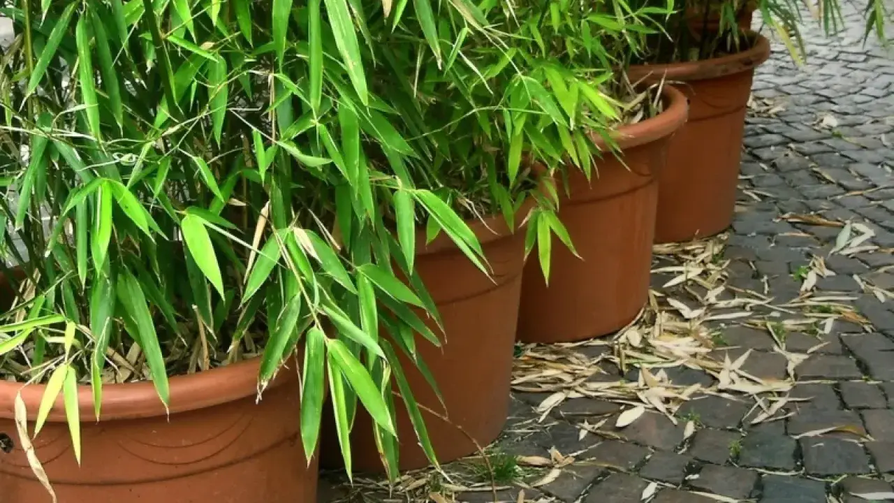 Zielony, bujny bambus w doniczkach tworzy egzotyczną atmosferę na brukowanym patio.