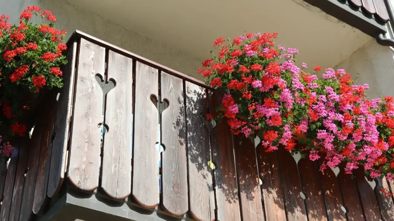 Kiedy sadzić kwiaty na balkonie? Pelargonie w czerwonych i różowych odcieniach kwitną obficie na drewnianej balustradzie, tworząc barwną ozdobę.