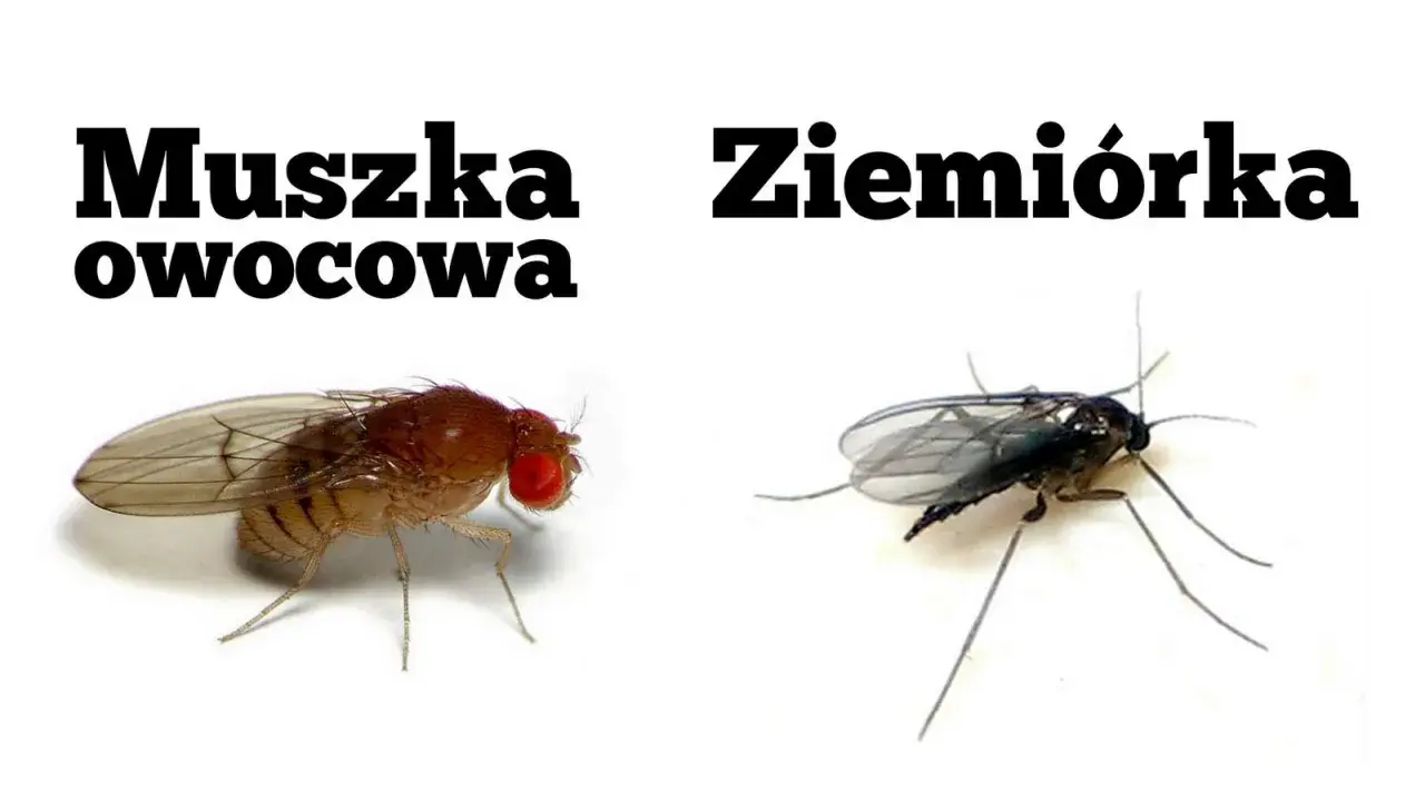 Ziemiórka, ciemna i smukła, kontrastuje z czerwonooką muszką owocową.