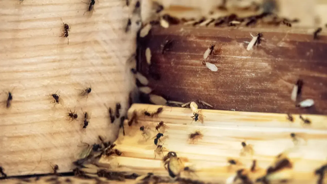 Rój mrówek na drewnie. Zastanawiasz się, co jest dobre na mrówki? Może naturalne metody?