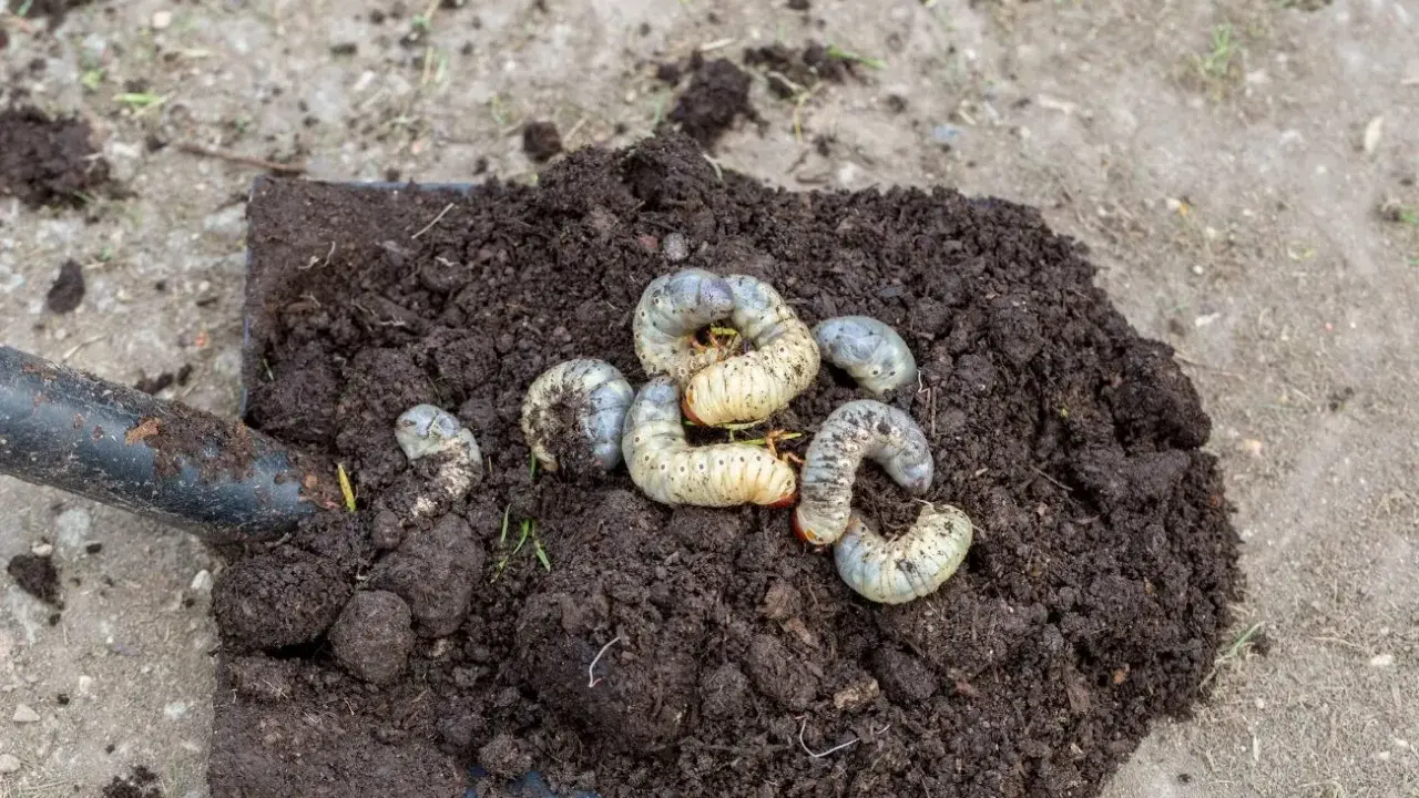 Łopata z ziemią, na której widać kilka grubych, białe larwy.