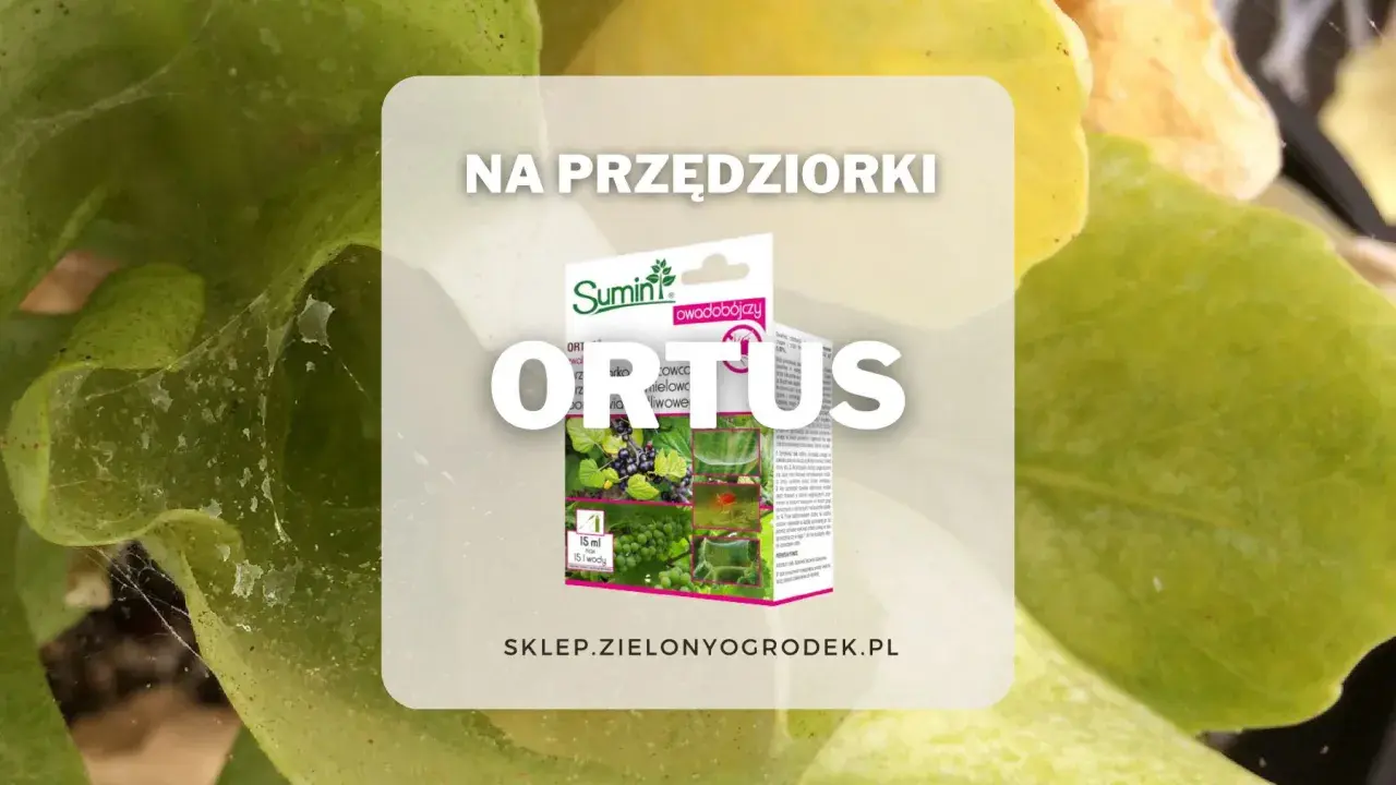 Ratunek dla roślin! Opakowanie środka "ORTUS" na przędziorki, z widocznymi pajęczynkami na liściach. Skuteczna walka z tymi szkodnikami.