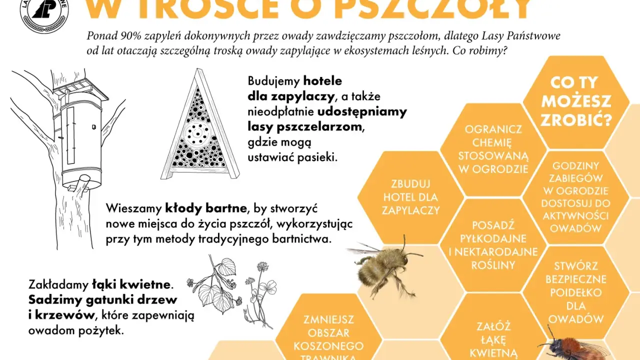 Lasy Państwowe dbają o pszczoły, budując hotele dla zapylaczy i tworząc łąki kwietne. Pszczoły są ważne, bo zapylają 90% roślin.