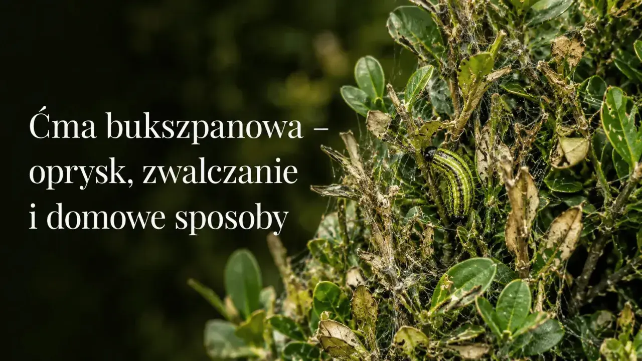 Ćma bukszpanowa niszczy krzew. Czy bukszpan odrośnie po ćmie bukszpanowej? Zwalczanie i domowe sposoby.