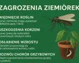 Ziemiórki niszczą rośliny, uszkadzając korzenie i pędy. Dowiedz się, jak się pozbyć ziemiórek i uratować swoje rośliny.