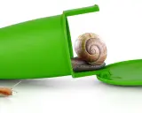 Dwa ślimaki, jeden ucieka, drugi siedzi w zielonym pojemniku. Skuteczne wapno na ślimaki.