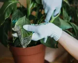 Rękawiczki chronią dłonie podczas przycinania usychających liści calathei.