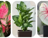 Aglaonema o różowych liściach, zielona dracena i kaladium z czerwonymi żyłkami. Do uprawy aglaonemy najlepsza jest lekka, przepuszczalna ziemia.