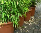 Zielony, bujny bambus w doniczkach tworzy egzotyczną atmosferę na brukowanym patio.