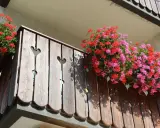 Kiedy sadzić kwiaty na balkonie? Pelargonie w czerwonych i różowych odcieniach kwitną obficie na drewnianej balustradzie, tworząc barwną ozdobę.