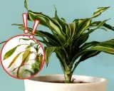 Dracena z żółknącymi liśćmi, wskazującymi na choroby. Czerwone kółko podkreśla uszkodzone partie rośliny.