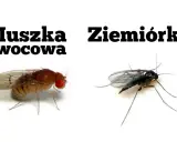 Ziemiórka, ciemna i smukła, kontrastuje z czerwonooką muszką owocową.