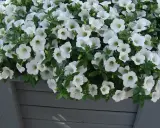 Białe kwiaty na balkon tworzą kaskadę świeżości.