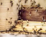 Rój mrówek na drewnie. Zastanawiasz się, co jest dobre na mrówki? Może naturalne metody?