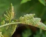 Liście pomidora pokryte pajęczyną i drobnymi, pomarańczowymi roztoczami. Widać ślady żerowania, co sugeruje potrzebę zastosowania naturalny oprysk na przędziorka.