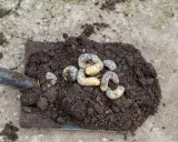 Łopata z ziemią, na której widać kilka grubych, białe larwy.