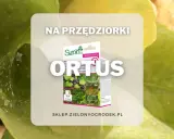 Ratunek dla roślin! Opakowanie środka "ORTUS" na przędziorki, z widocznymi pajęczynkami na liściach. Skuteczna walka z tymi szkodnikami.