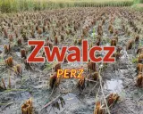 Pole po żniwach, z widocznymi śladami po perzu. Czas na ekologiczny oprysk na perz, by przygotować ziemię na nowy sezon.