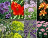 Fiołki, lawenda, bodziszek, wilczomlecz, rudbekia, floks, liliowiec, rozchodnik – rośliny, których nie lubią ślimaki.