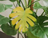 Monstera z żółtymi liśćmi, które tracą swój intensywny zielony kolor. Widać wyraźne przebarwienia, sugerujące potrzebę troski.