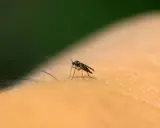 Mały komar na skórze. Olejek neem na ziemiórki to naturalny sposób na pozbycie się tych uciążliwych owadów.
