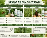 Mospilan na mszyce: porównanie środków na warzywa i drzewa owocowe. Naturalne, domowe i chemiczne metody walki z mszycami.