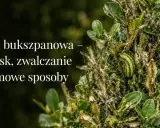 Ćma bukszpanowa niszczy krzew. Czy bukszpan odrośnie po ćmie bukszpanowej? Zwalczanie i domowe sposoby.