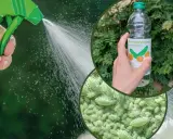 Opryskiwacz z wodą i octem na mszyce. W butelce ocet spirytusowy, a na liściach zielone mszyce.