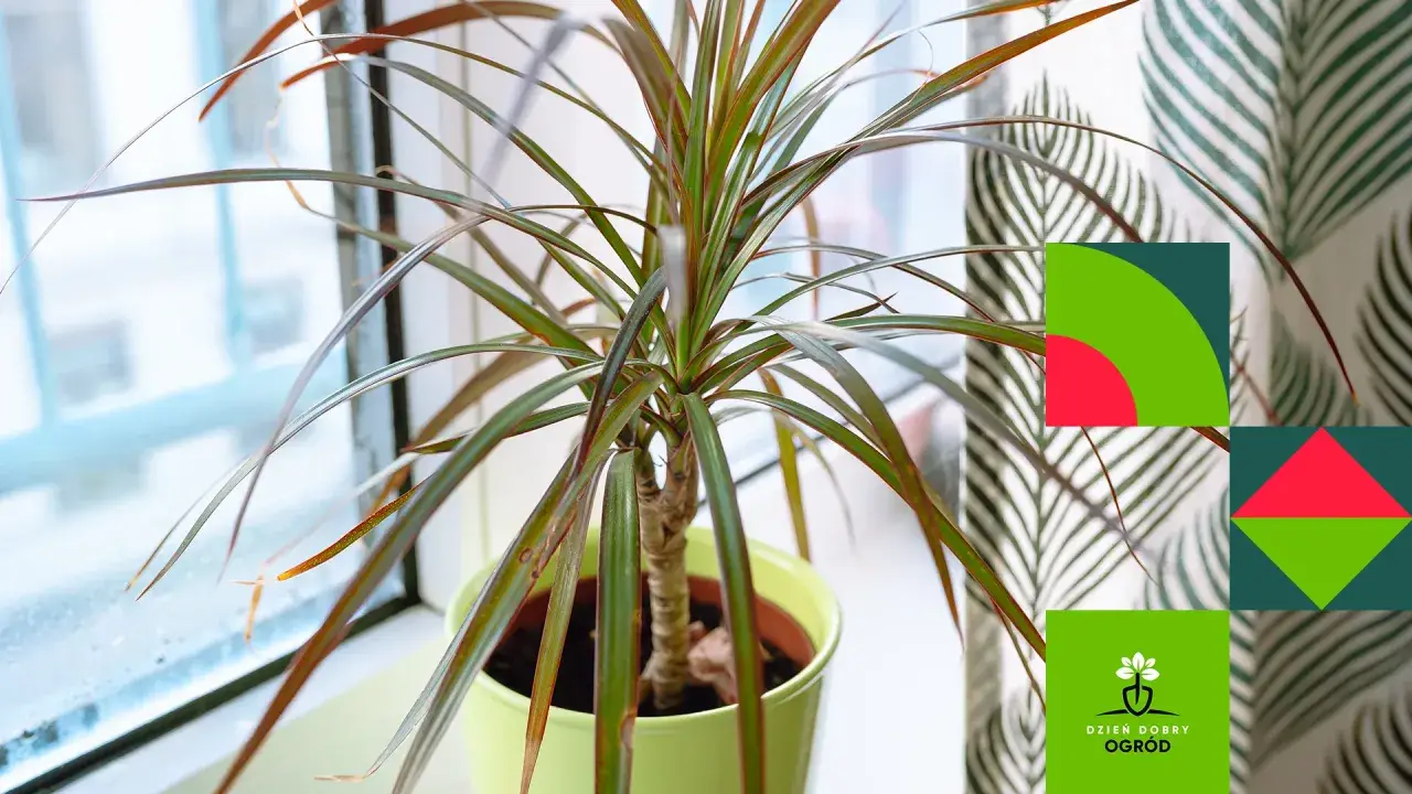 Dracena w jasnej doniczce, obok okna. Dowiedz się, jaka ziemia do draceny będzie najlepsza, by rosła zdrowo.