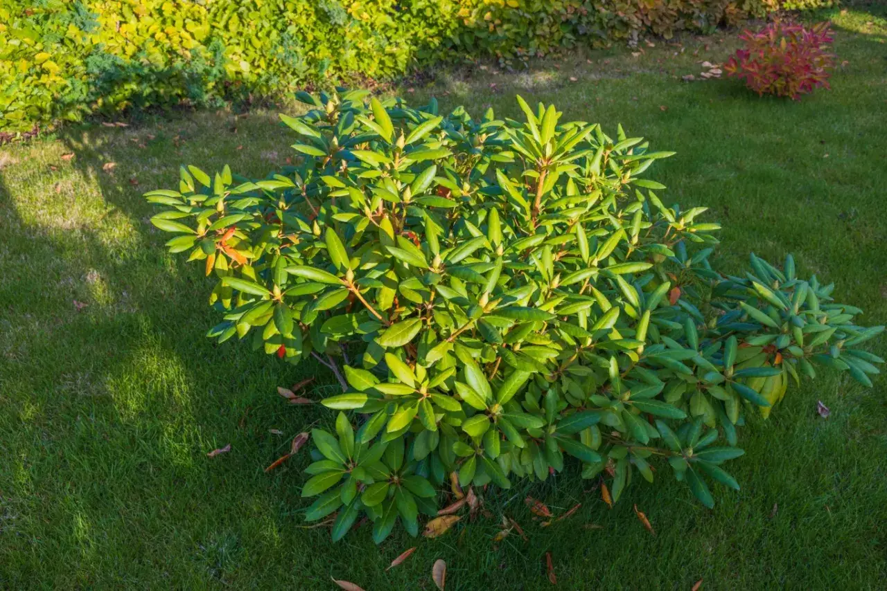 Krzew rododendronu na trawniku. Liście są zielone, a pod krzewem leżą suche liście, co przypomina, co to jest mulczowanie.