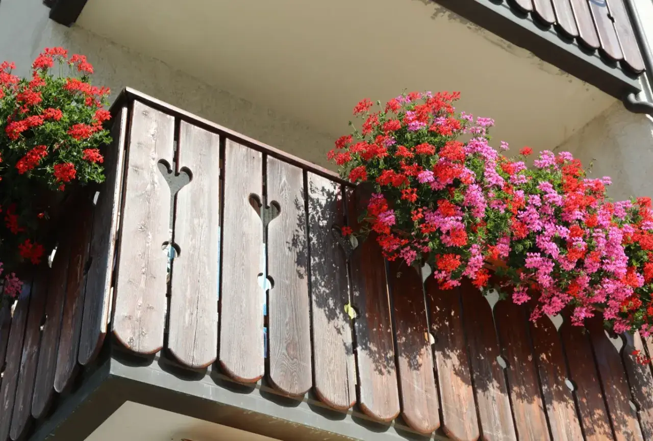Kiedy sadzić kwiaty na balkonie? Pelargonie w czerwonych i różowych odcieniach kwitną obficie na drewnianej balustradzie, tworząc barwną ozdobę.