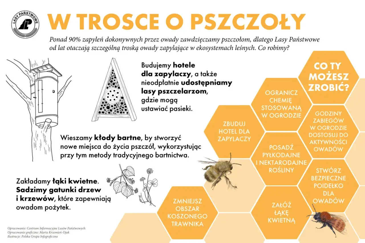 Lasy Państwowe dbają o pszczoły, budując hotele dla zapylaczy i tworząc łąki kwietne. Pszczoły są ważne, bo zapylają 90% roślin.