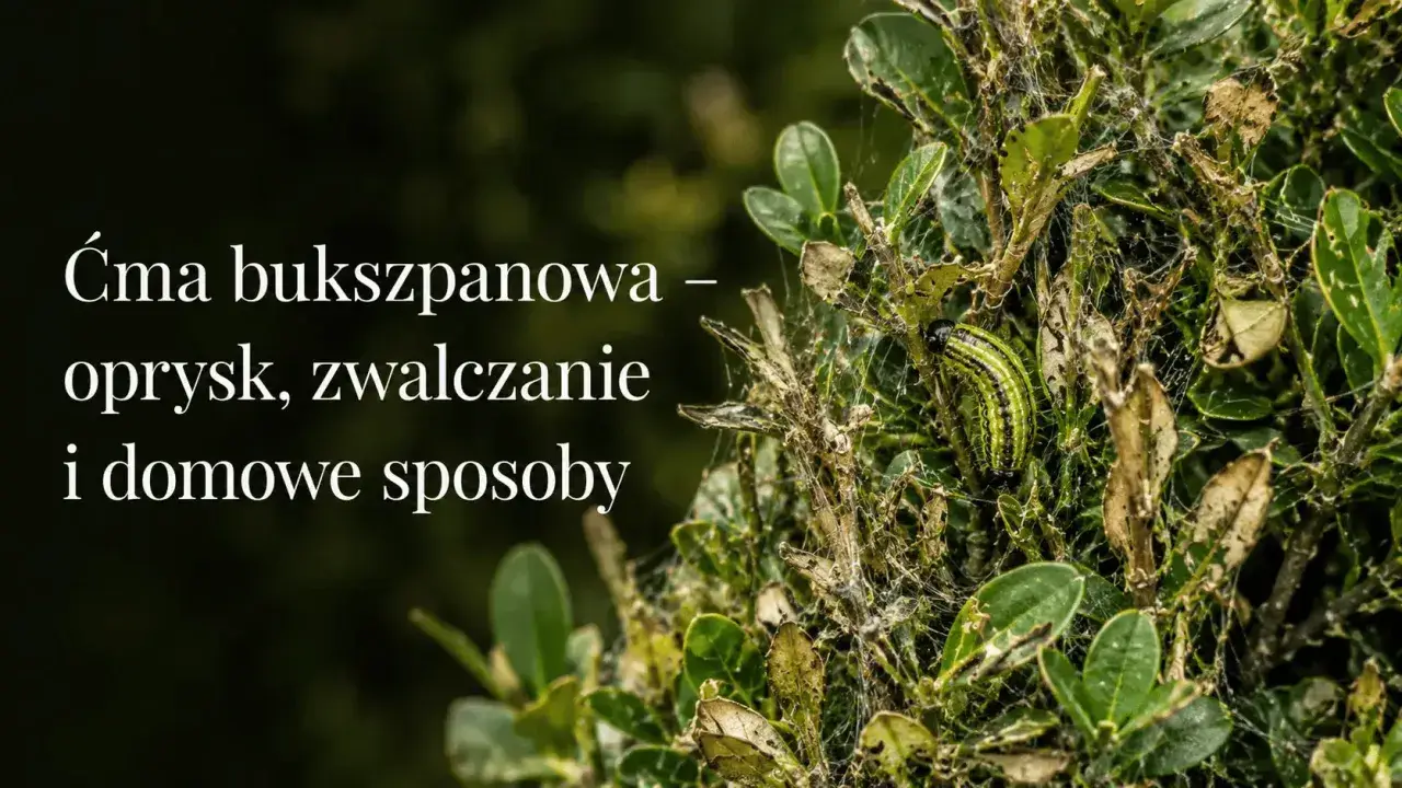 Ćma bukszpanowa niszczy krzew. Czy bukszpan odrośnie po ćmie bukszpanowej? Zwalczanie i domowe sposoby.