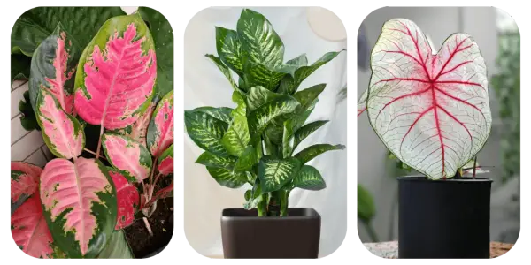 Aglaonema o różowych liściach, zielona dracena i kaladium z czerwonymi żyłkami. Do uprawy aglaonemy najlepsza jest lekka, przepuszczalna ziemia.