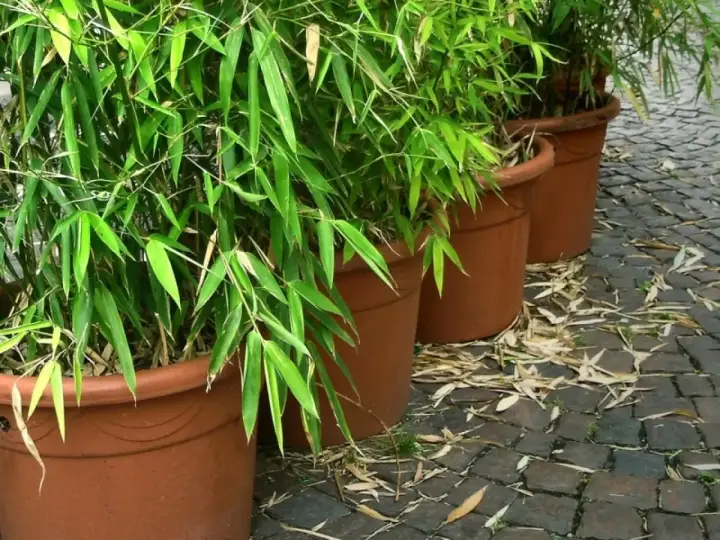 Zielony, bujny bambus w doniczkach tworzy egzotyczną atmosferę na brukowanym patio.