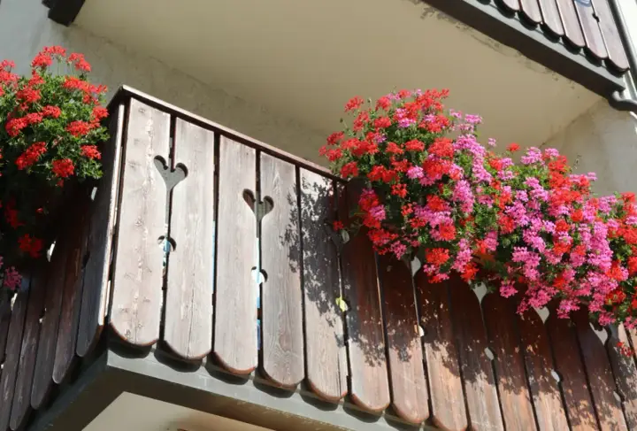 Kiedy sadzić kwiaty na balkonie? Pelargonie w czerwonych i różowych odcieniach kwitną obficie na drewnianej balustradzie, tworząc barwną ozdobę.