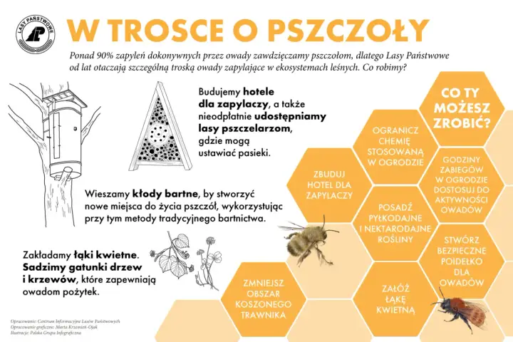 Lasy Państwowe dbają o pszczoły, budując hotele dla zapylaczy i tworząc łąki kwietne. Pszczoły są ważne, bo zapylają 90% roślin.