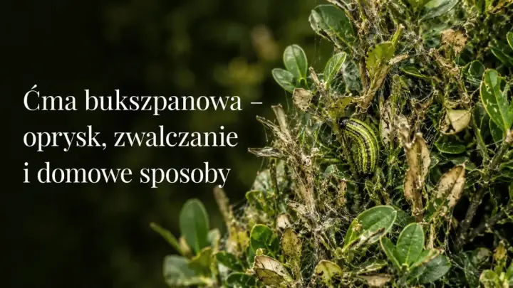 Ćma bukszpanowa niszczy krzew. Czy bukszpan odrośnie po ćmie bukszpanowej? Zwalczanie i domowe sposoby.