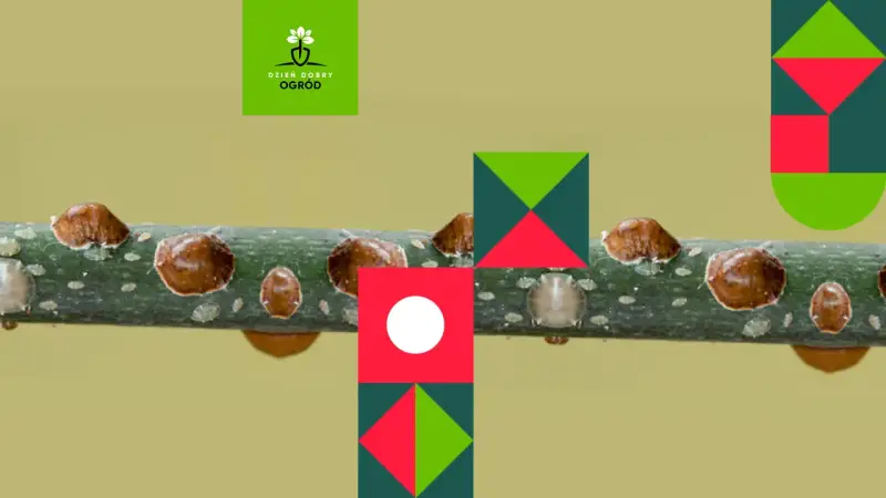 Tarczniki na gałęzi – skąd się biorą te szkodniki? Dowiedz się więcej o ich cyklu życiowym i sposobach zwalczania.