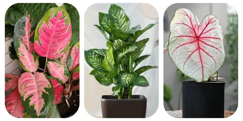 Aglaonema o różowych liściach, zielona dracena i kaladium z czerwonymi żyłkami. Do uprawy aglaonemy najlepsza jest lekka, przepuszczalna ziemia.