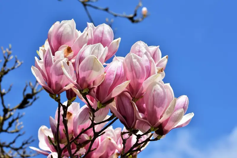 Kwitnąca magnolia, choć już po głównym kwitnieniu, wciąż zachwyca delikatnymi, różowo-białymi płatkami na tle błękitnego nieba.