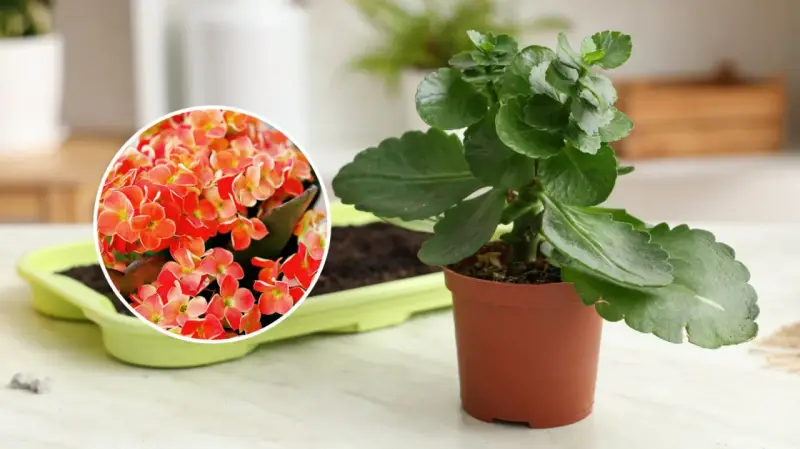 Kwiat kalanchoe queen w pełnym rozkwicie, z pomarańczowo-czerwonymi kwiatami, obok zielonej doniczki z ziemią.
